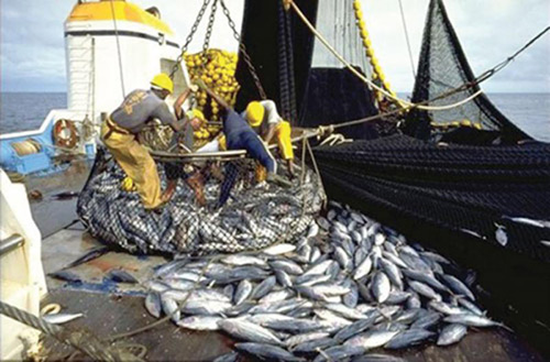 Pêche, activité économique au 1er trimestre 2023