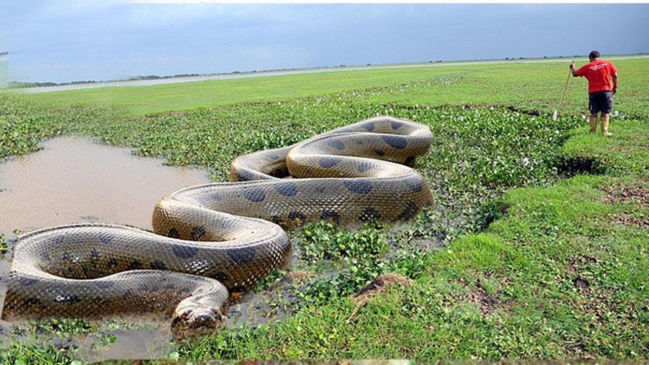 vid-os-un-anaconda-attaque-une-voiture-et-s-me-la-panique-parmi-les