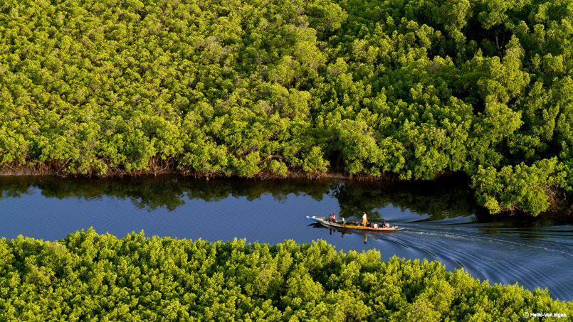 Mangrove, reboisement sur plusieurs hectares