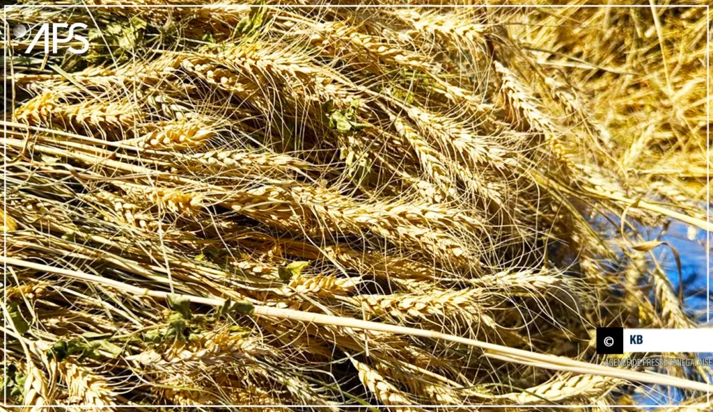 Farine de blé : entre archaïsme et cupidité